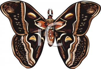 Insect Clipart