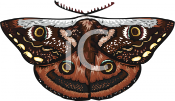 Insect Clipart