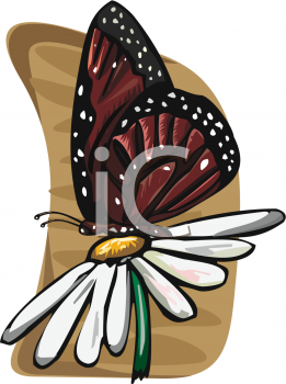 Insect Clipart