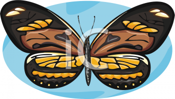 Insect Clipart