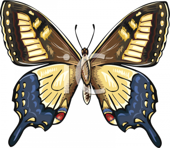 Insect Clipart