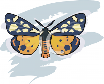 Insect Clipart