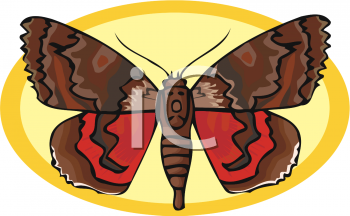 Insect Clipart