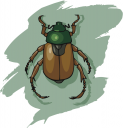 Beetle Clipart