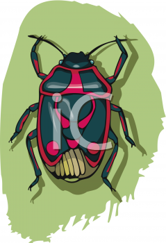 Insect Clipart