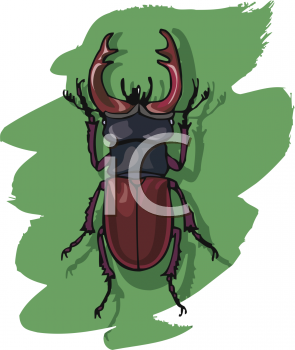 Insect Clipart