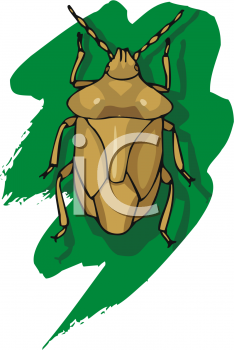 Insect Clipart