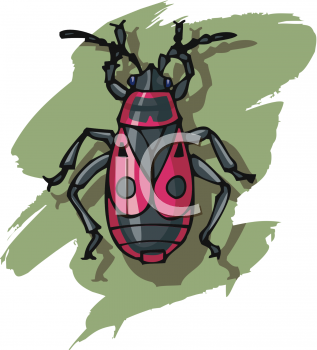 Insect Clipart