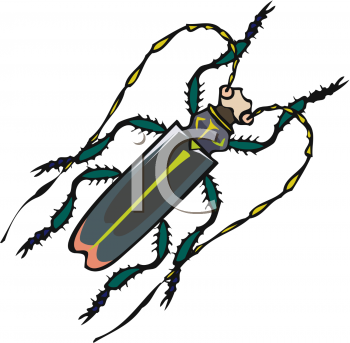 Insect Clipart