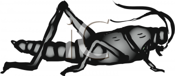 Insect Clipart