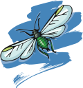Insect Clipart
