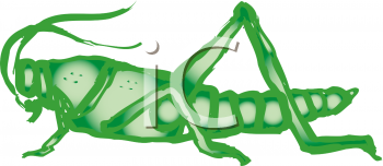 Insect Clipart