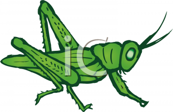 Insect Clipart