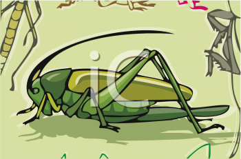 Insect Clipart