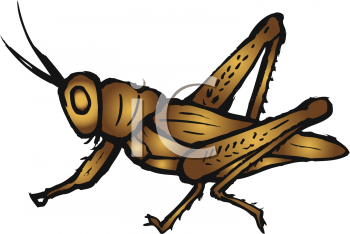 Insect Clipart