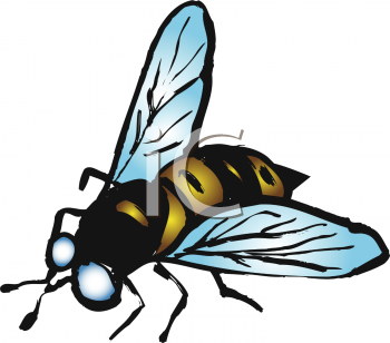 Insect Clipart