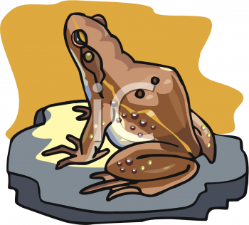 Amphibians Clipart