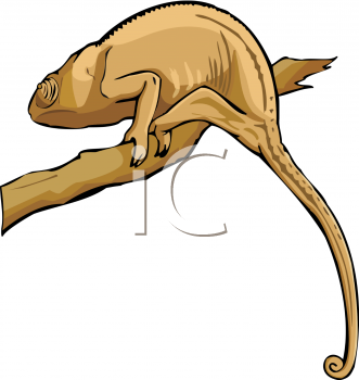 Lizard Clipart