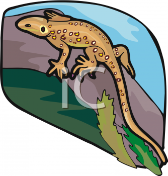 Amphibians Clipart