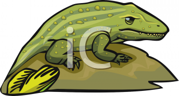 Lizard Clipart
