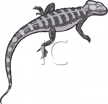 Lizard Clipart