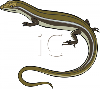 Amphibians Clipart
