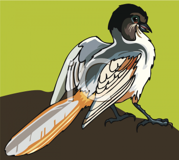 Bird Clipart