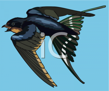 Insect Clipart