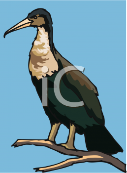 Bird Clipart