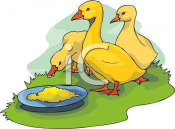 Bird Clipart