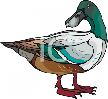 Bird Clipart