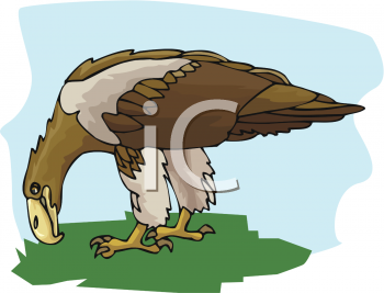 Bird Clipart