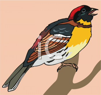 Bird Clipart