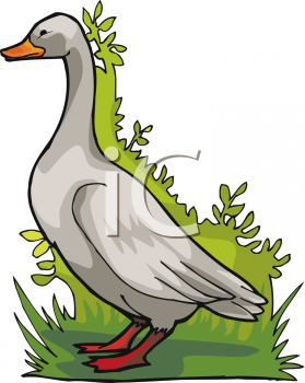 Bird Clipart