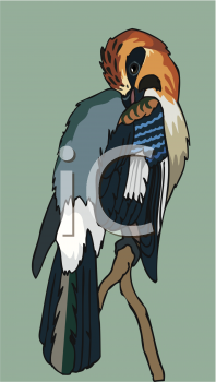 Bird Clipart