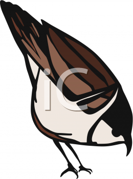 Bird Clipart