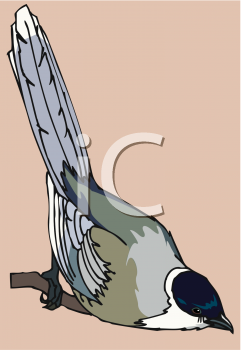 Bird Clipart