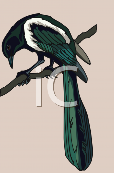 Bird Clipart