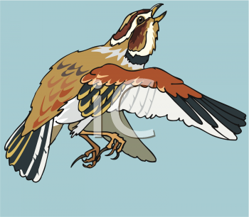 Insect Clipart