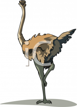 Bird Clipart