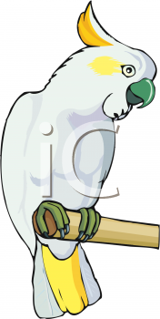 Bird Clipart
