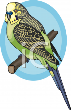 Bird Clipart