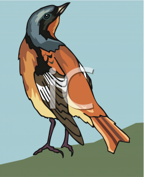 Bird Clipart
