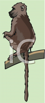 Primate Clipart