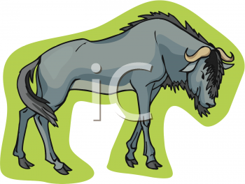 Buffalo Clipart