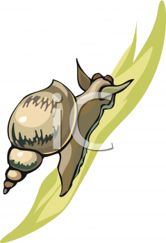 Mollusk Clipart