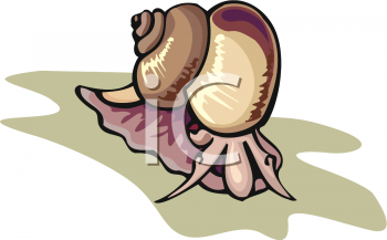 Mollusk Clipart
