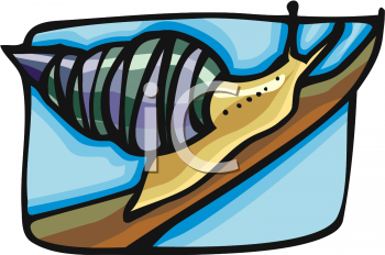 Mollusk Clipart
