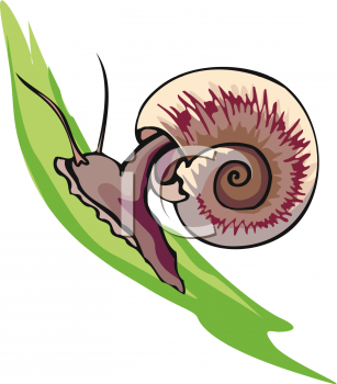 Mollusk Clipart