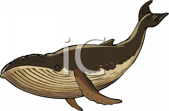 Fish and Sealife Clipart